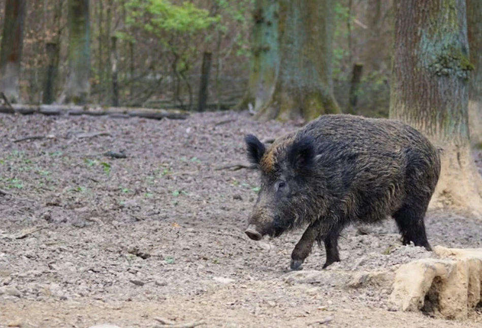 Szybkie testy pozwolą wykryć ASF u dzików!