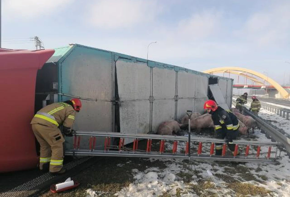 Wypadek ciężarówki na A1. 150 świń zablokowało drogę