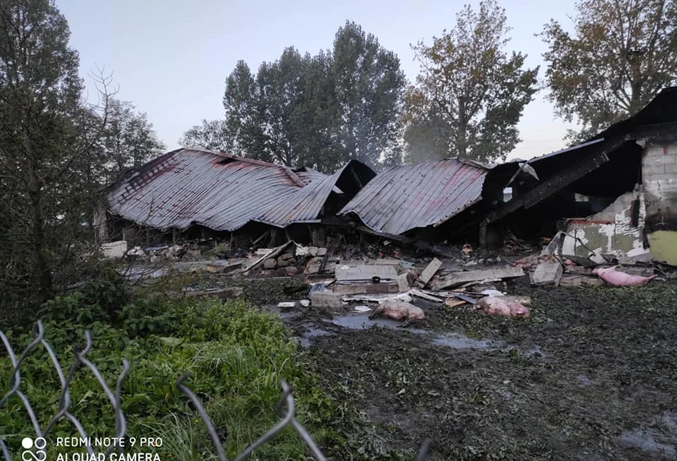 Ogromny pożar chlewni w Galinkach. ZGINĘŁO 2,5 tys. świń