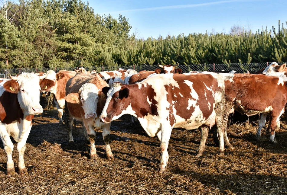 Obora uwięziowa na 50 krów pozwala na indywidualne traktowanie bydła