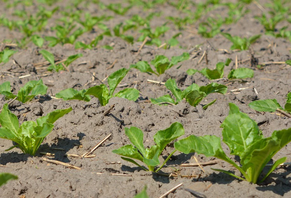 Nie będzie odstępstw od zakazu stosowania neonikotynoidów. "Katastrofa dla plantatorów”