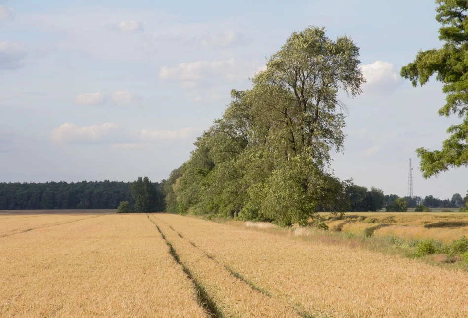 Dopłaty i ekoschematy – wiemy, ile pieniędzy dostaną rolnicy
