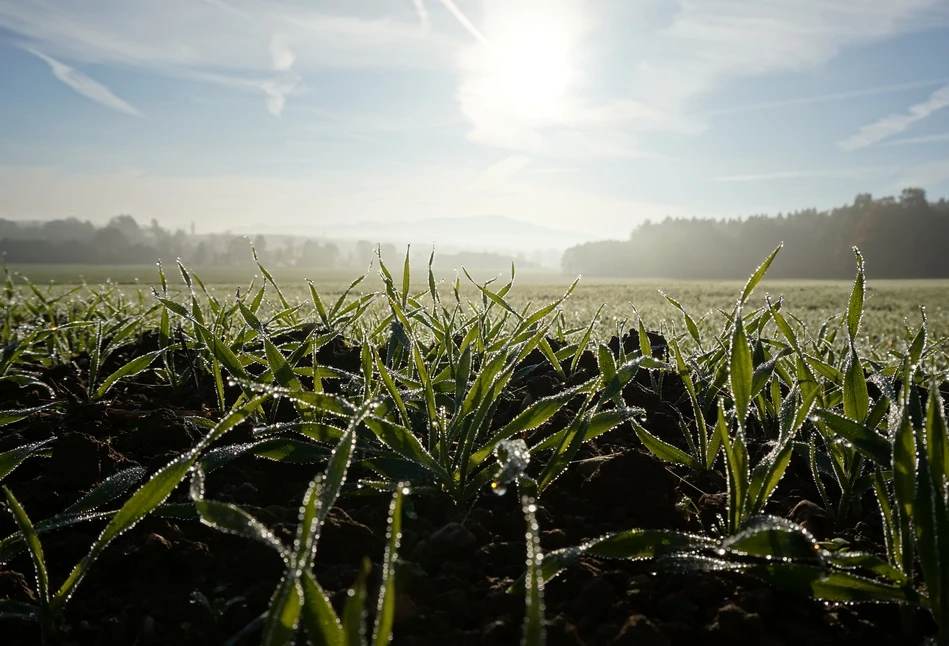 Jakie temperatury są optymalne dla skutecznego działania pestycydów?