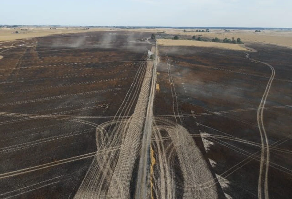 Gigantyczny pożar w lubuskiem. Spłonęło 150 ha zbóż. Niewyobrażalne straty rolnika