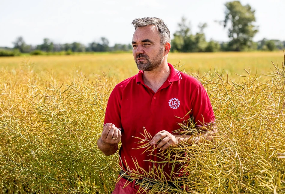 Odmiany Limagrain zdominowały TOP10 wśród najpopularniejszych odmian rzepaku