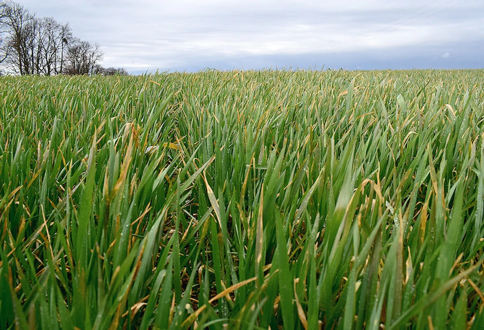 Wegetacja zbóż rozpoczęła się o 17 dni wcześniej. Jak to wpływa na zabiegi agrotechniczne?