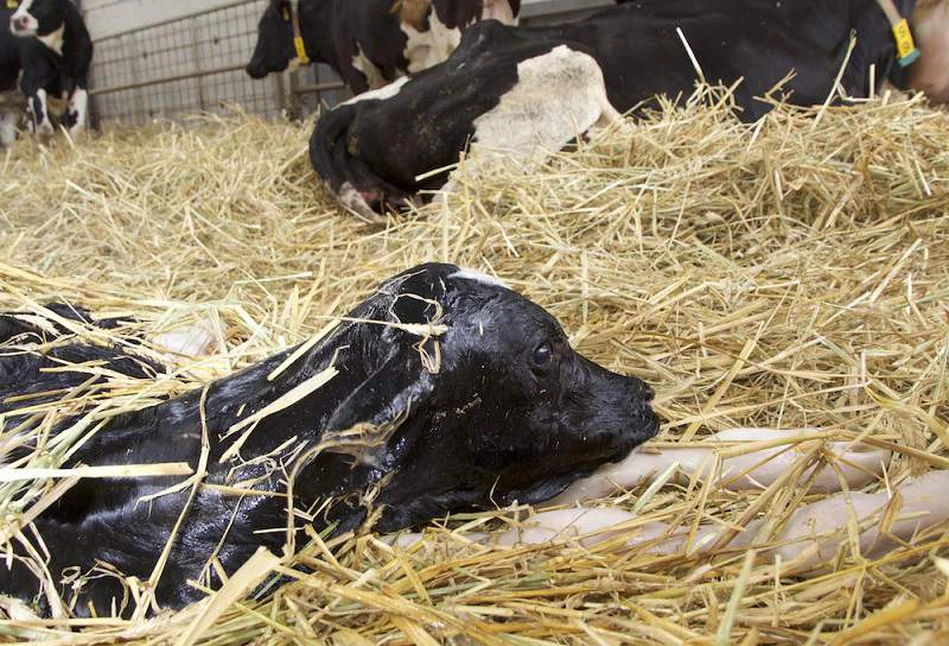 Kosmiczny test ciążowy dla krowy: ciążę wykryjesz z wydychanego powietrza w 15 sekund!