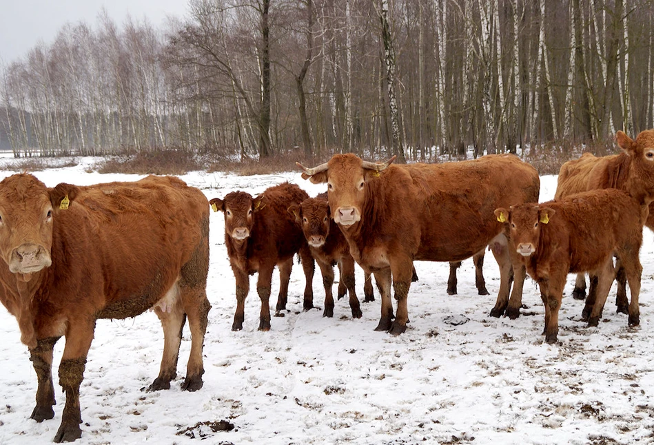 Ceny bydła – ile skupy płacą za byki, za jałówki, a ile za krowy?