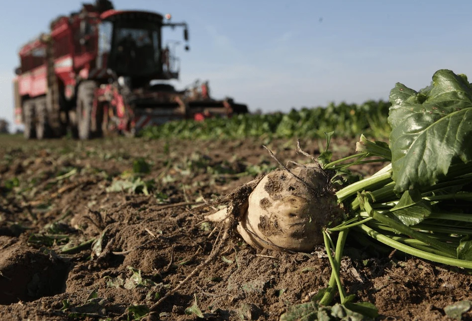 Czy burak cukrowy opłaci się plantatorom w 2023 r.? Zjazd KZPBC