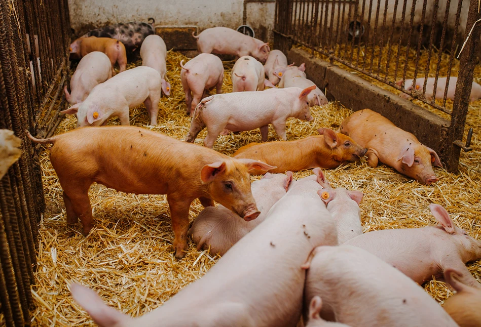 Wyższy zwrot akcyzy za paliwo rolnicze dla producentów świń. Sprawdź limity i przeliczniki!