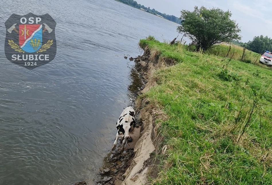 Młody byk zsunął się ze skarpy do rzeki. Jak strażacy go wyciągnęli? [ZDJĘCIA]