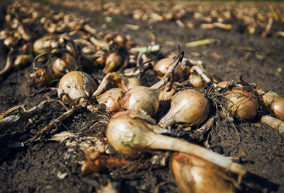 Zapraszamy na spotkanie cebulowe! Dlaczego warto zrezygnować z pługa?