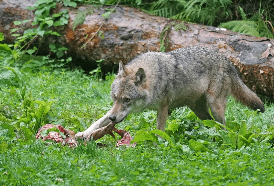 Odszkodowanie nie przysługuje jeśli wilk zaatakował nocą?!