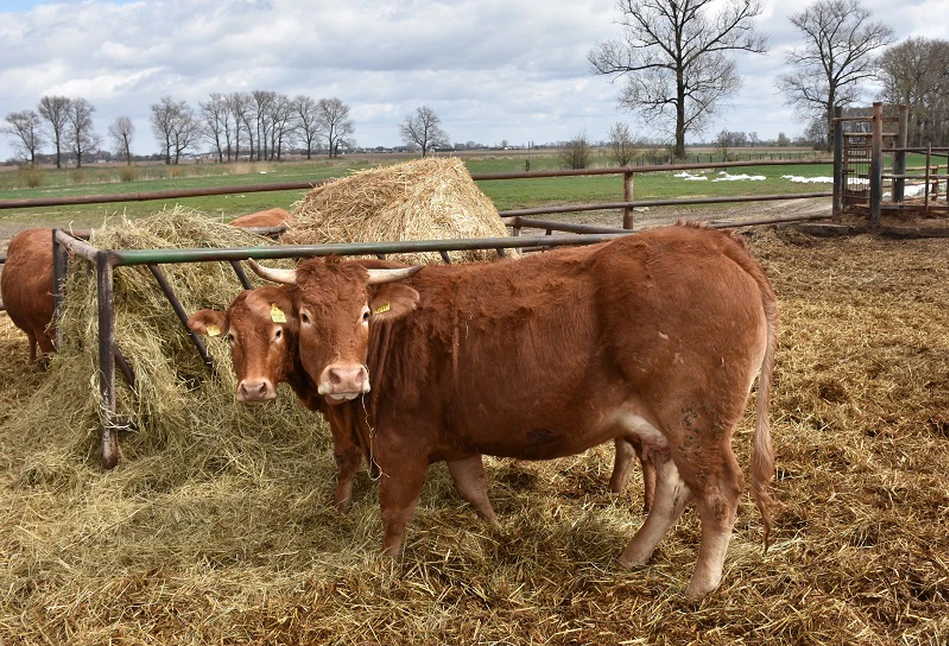 Ceny bydła w górę, drożeje też paliwo - raport z rynków rolnych z 22.04.2022