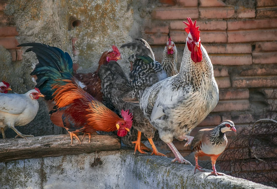 Grypa ptaków nie daje o sobie zapomnieć - kolejne ognisko na Mazowszu