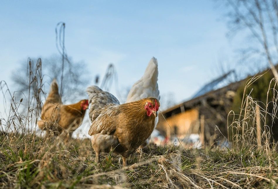 Grypa ptaków – wybito już 5 mln szt. drobiu!