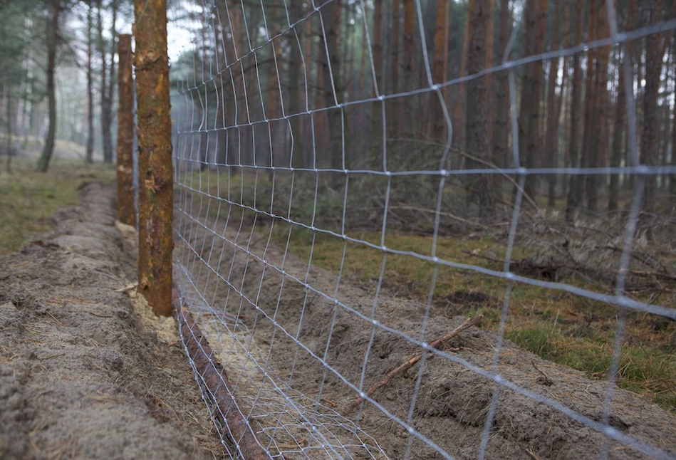 Walka z ASF - powstanie płot na granicy woj. podkarpackiego i świętokrzyskiego