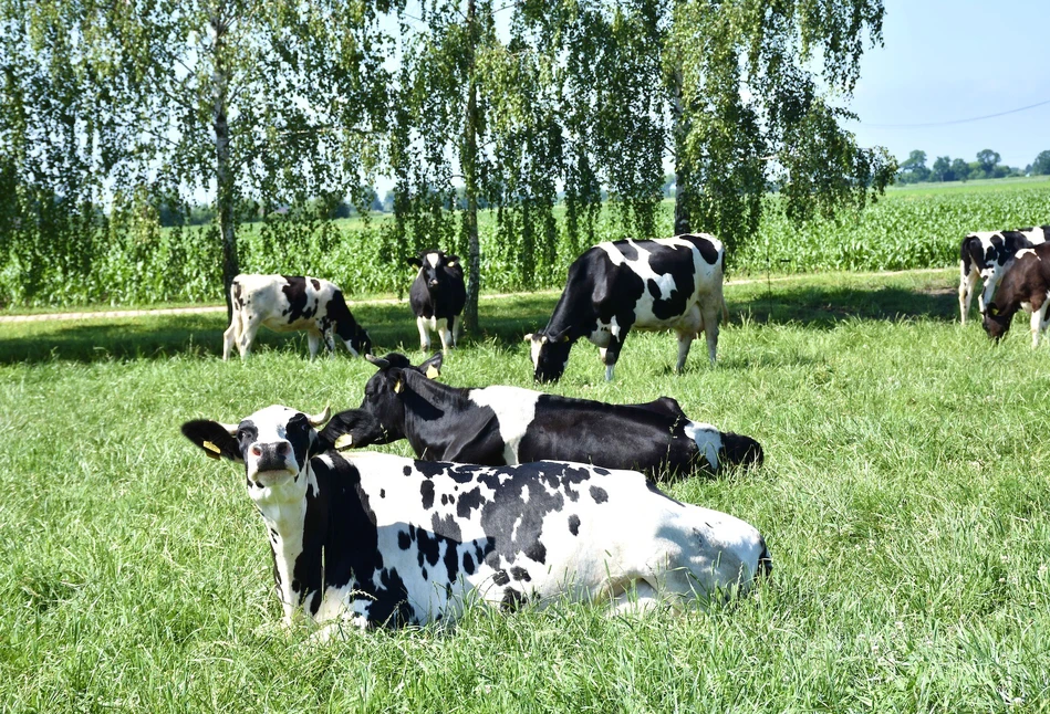 Ekstensywna hodowla zwierząt nie chroni klimatu?