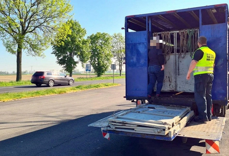 Znamy zalecenia EFSA dot. transportu zwierząt