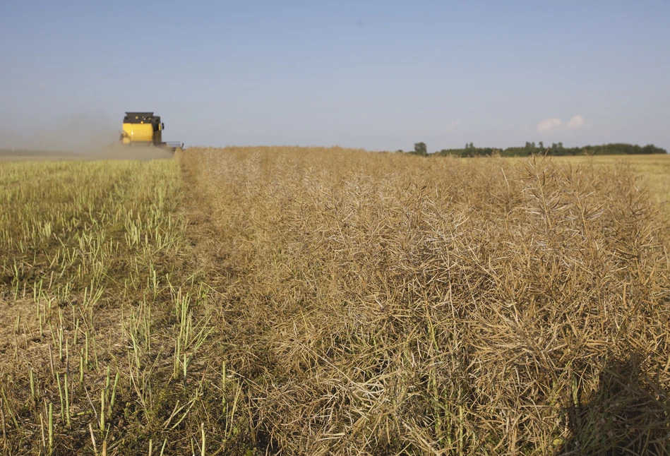 USDA: znów więcej pszenicy, mniej soi i rzepaku