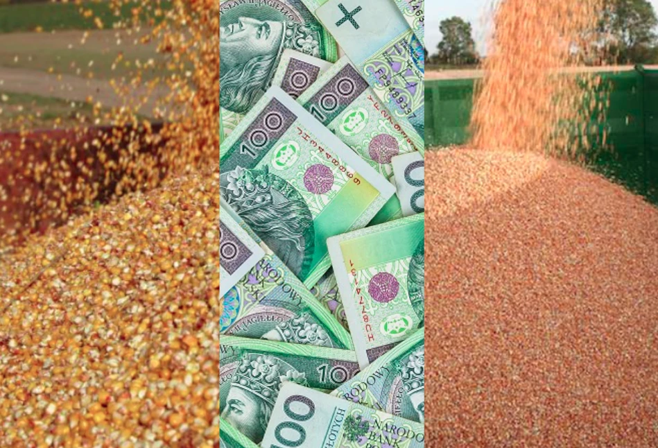 Dopłaty do zbóż: jakie stawki za tonę i warunki pomocy?