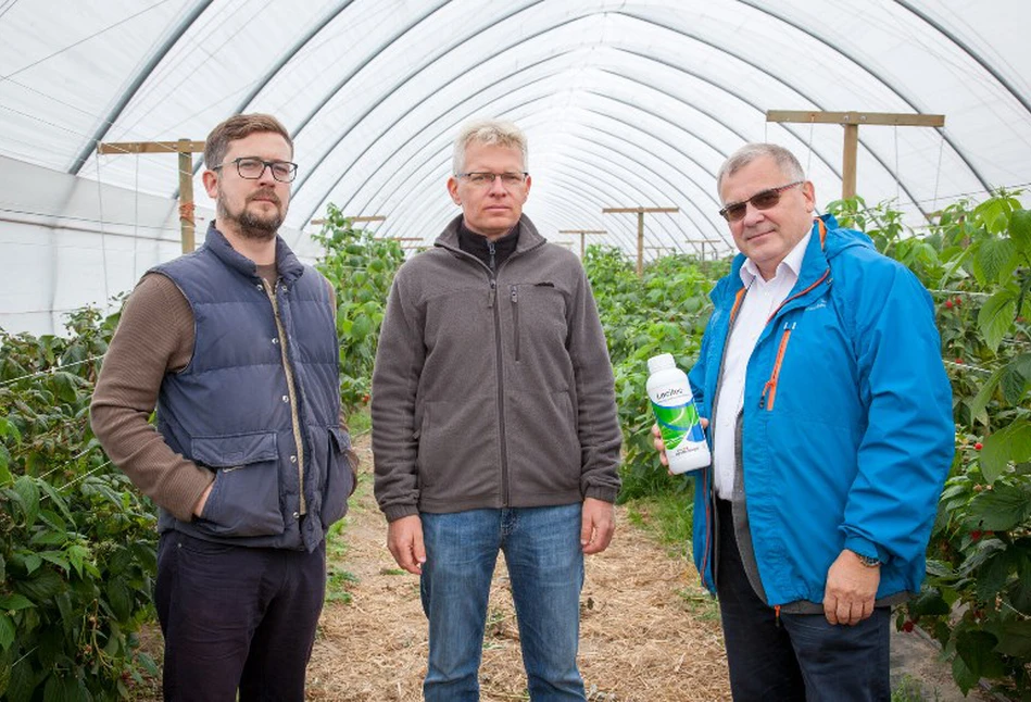 Naturalne rozwiązanie w ochronie malin. Większy plon i mniej pozostałości