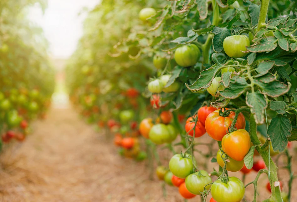 Monitorowanie upraw tunelowych - Czym jest AgronetPRO?