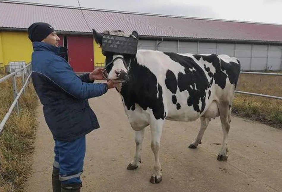 Więcej mleka dzięki wirtualnej rzeczywistości?