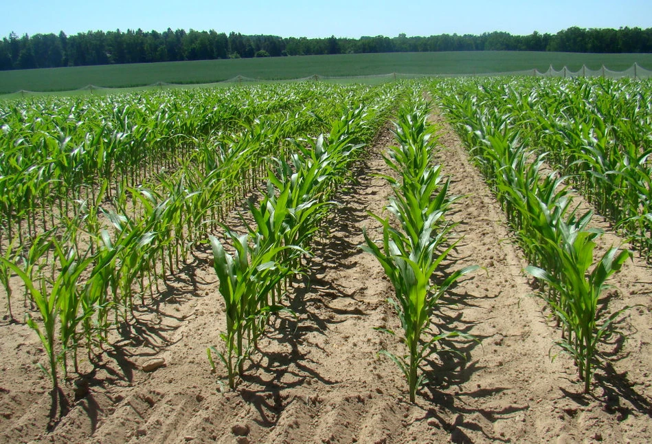 Rolnicy eksperymentują z odmianami i nawożeniem kukurydzy