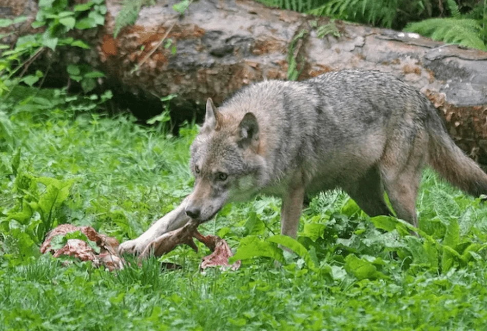 Chośnica – wilki zaatakowały zwierzęta w gospodarstwie agroturystycznym