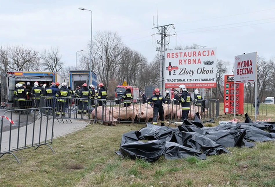 Groźny wypadek ciężarówki przewożącej 160 świń! Część zwierząt padło