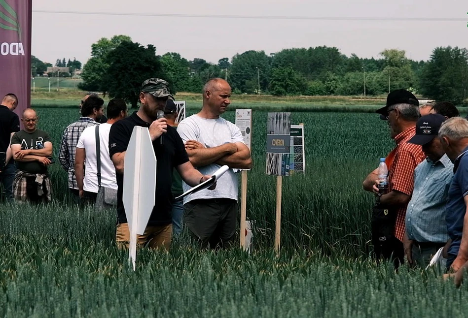 Jakie odmiany pszenicy są polecane? Jakie pszenżyto wybrać na uprawę ekologiczną?