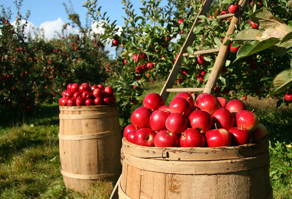 Kalendarz biodynamiczny na październik 2019