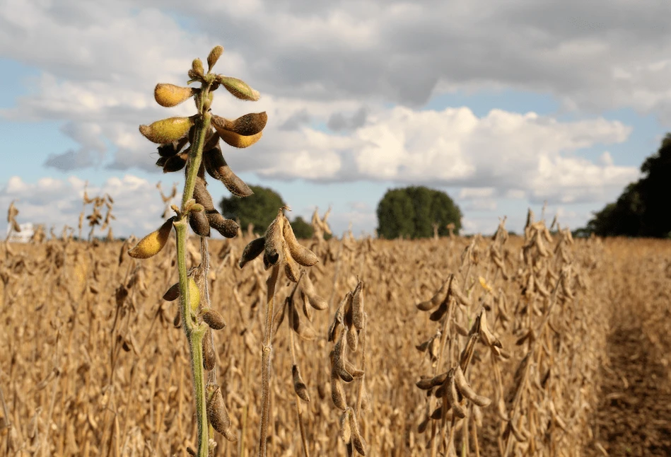 USDA: jeszcze więcej soi zbierze Brazylia