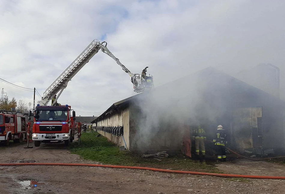 OGROMNY pożar kurnika pod Słupcą. Spłonęło 15 tys. kurcząt