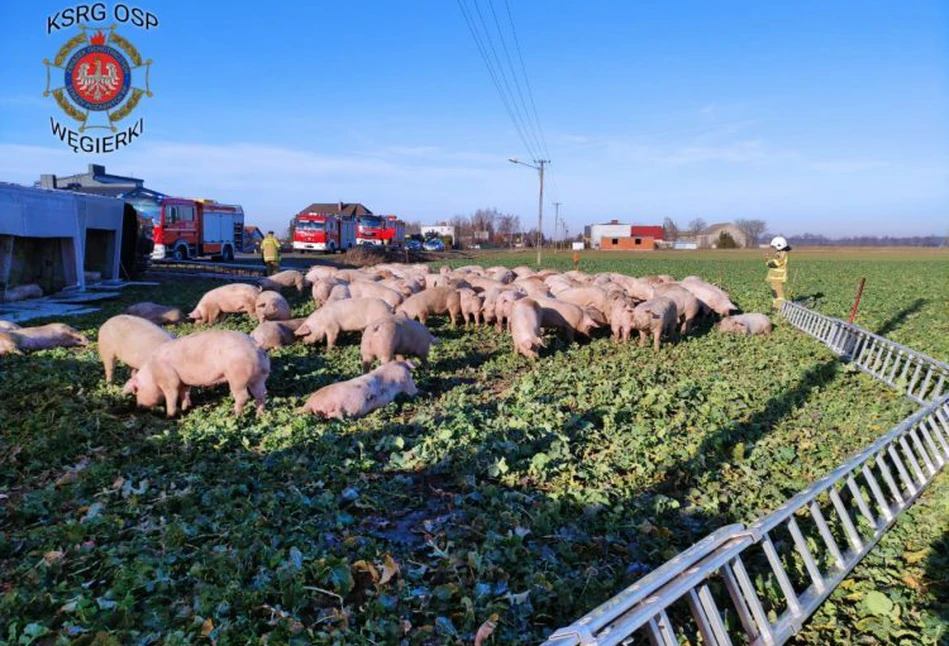 Ponad 100 świń biegało po drodze i polach, bo 19-latek nie zapanował nad Scanią