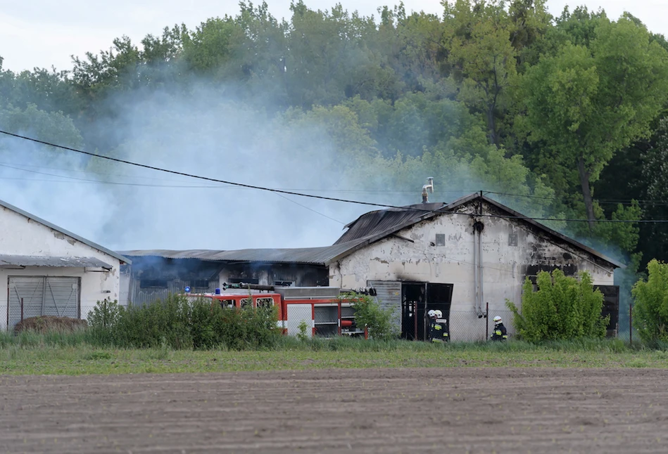 Wielkopolska: Gigantyczny pożar chlewni w Więckowicach – zginęło 2 tys. świń!