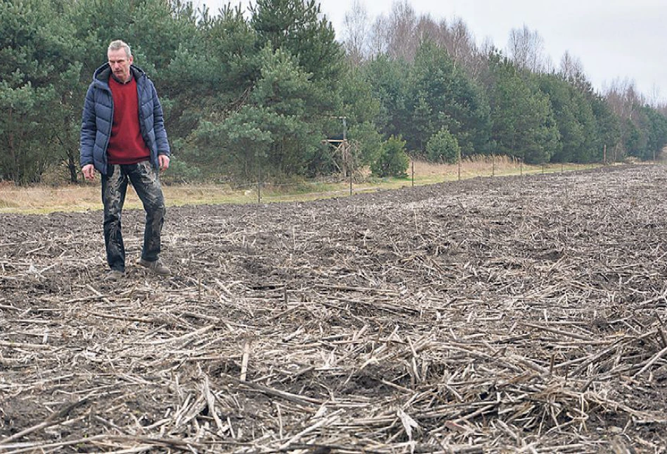 Rolnik stracił plantację topinamburu, bo myśliwi grodzili pole przez 2 miesiące