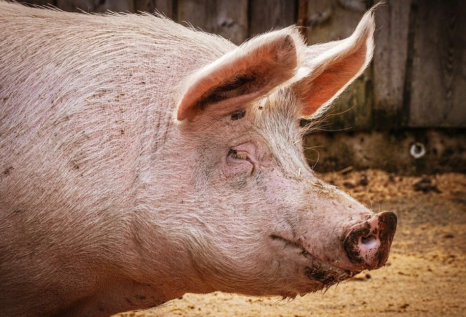 Rosną ceny skupu żywca wieprzowego