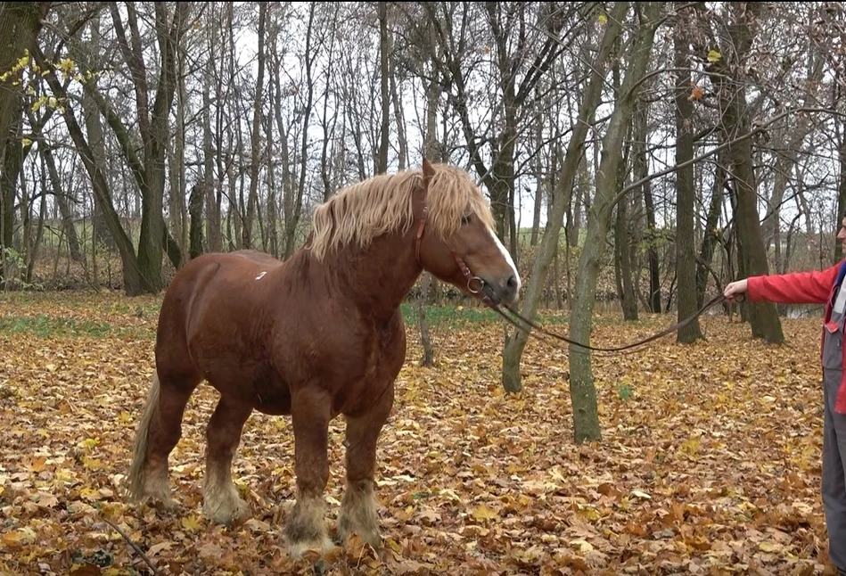 Zimnokrwiste konie i wysoka wydajność mleczna. Jaki przepis na sukces ma stadnina Koni "Nowe Jankowice"?