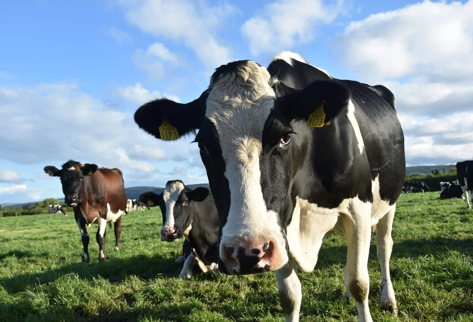 Fonterra: ostra korekta cen odtłuszczonego mleka w proszku