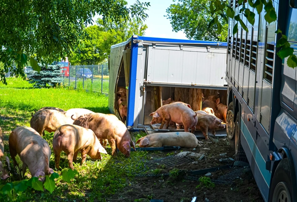 Ponad 100 świń uciekło z ciężarówki po wypadku pod Jarocinem [FOTO]