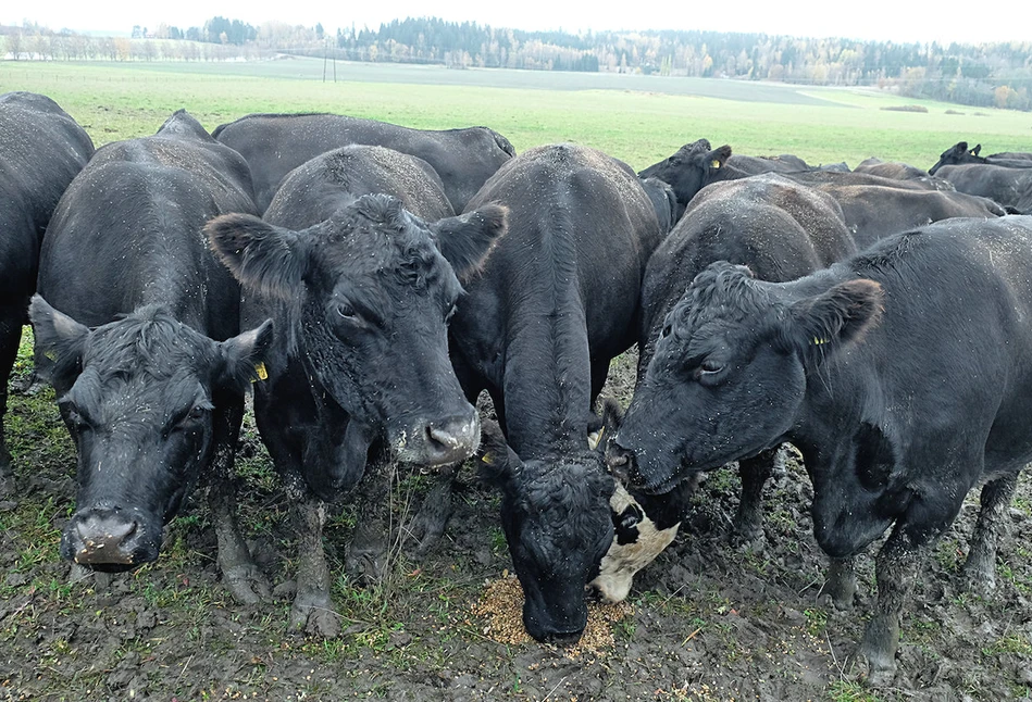 Jak się produkuję wołowinę w Finlandii?