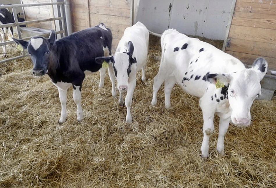 7 zasad żywienia cieląt według amerykańskich farmerów