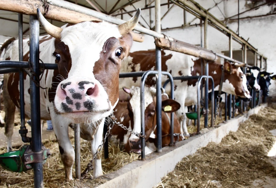 Fonterra: spadł indeks cen, zmalał też obrót