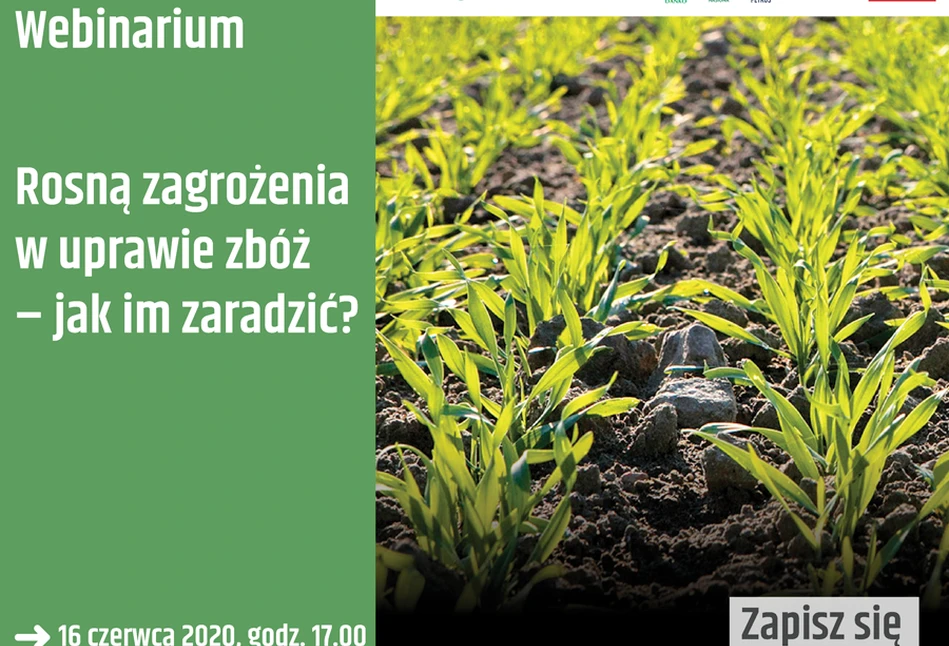 Rosną zagrożenia w uprawie zbóż – jak im zaradzić? Weź udział w webinarium!