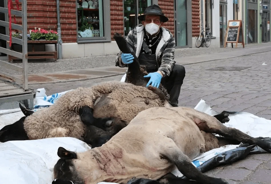 Stralsund: rolnik położył na deptaku martwe owce, ma już dość wilków