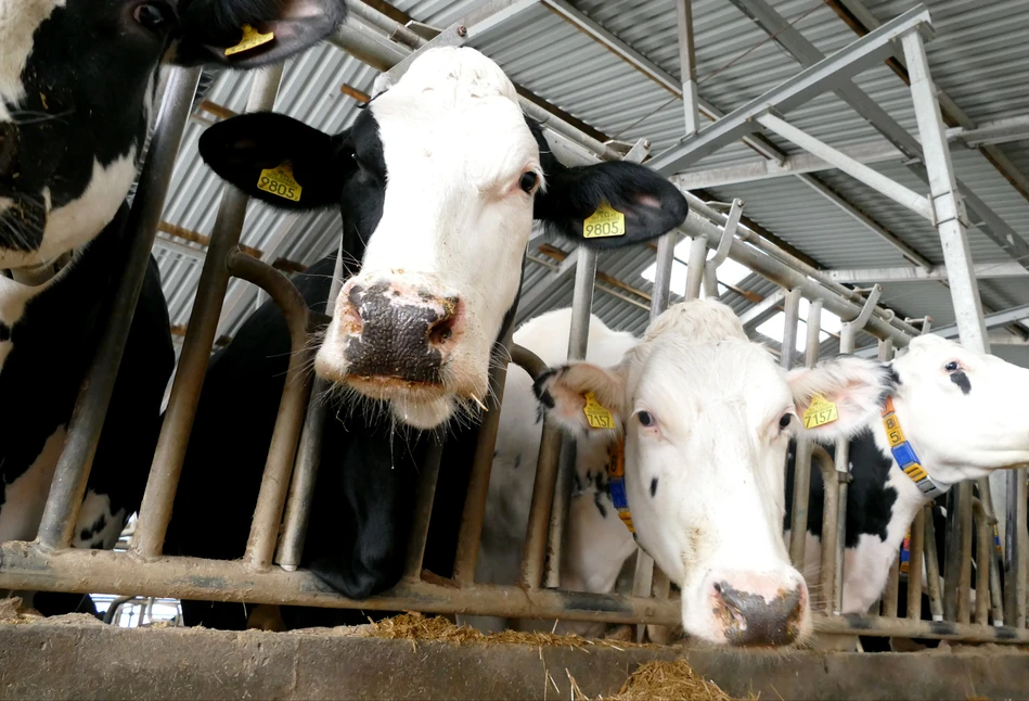 Naukowcy odkryli genetyczne podstawy odporności na mastitis