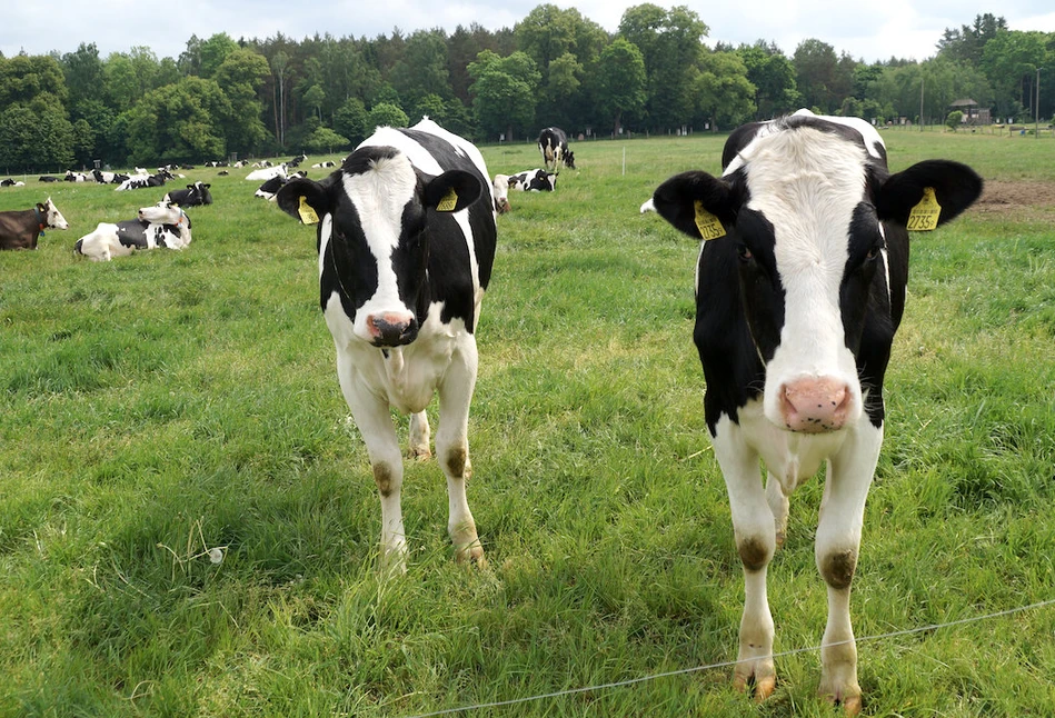 Fonterra: poszły w dół ceny wszystkich produktów