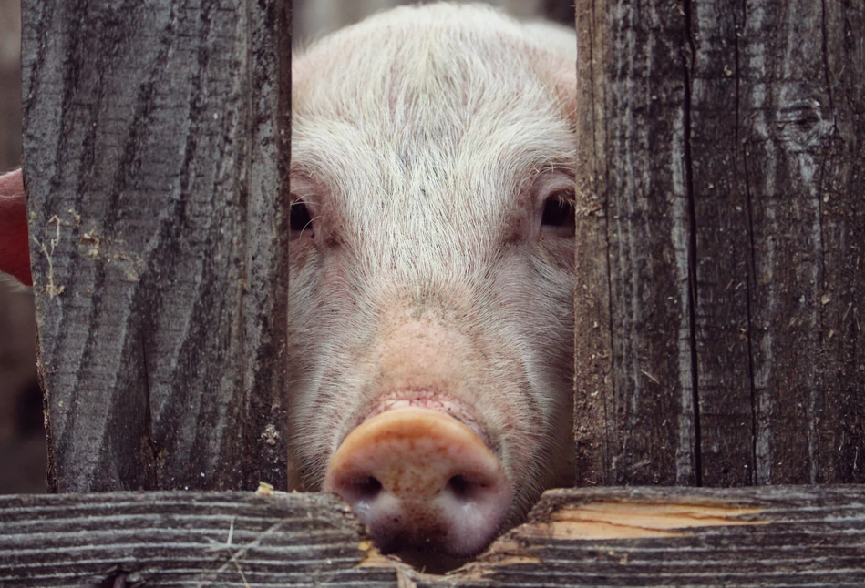 Coraz więcej punktów płaci poniżej 4 zł/kg żywca wieprzowego! Gdzie i jakie są ceny świń?